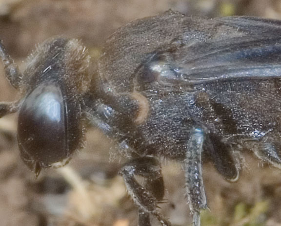 Lo Stizoides tridentatus  profitta degli Sphex funerarius
